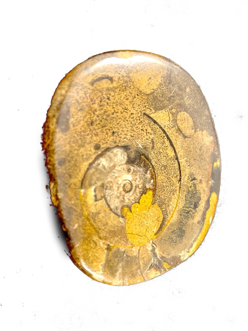 DEC_AMMONITE